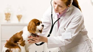 Universities With The Lowest Cut-Off Marks For Veterinary Medicine Nigeria