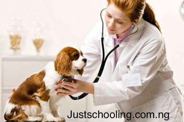 Universities With The Lowest Cut-Off Marks For Veterinary  Medicine  Nigeria