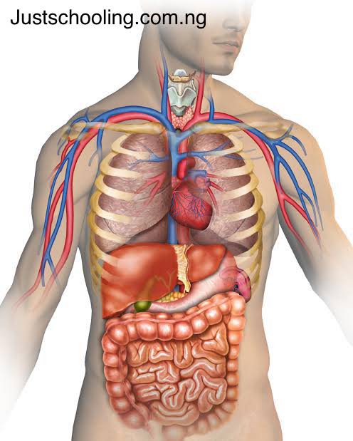 Universities With The Lowest Cut-Off Marks For Anatomy  In Nigeria