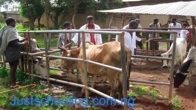 Universities With The Lowest Cut-Off Marks For Animal Health And Production In Nigeria